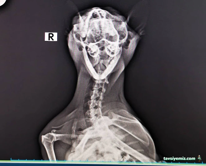 Veteva Veteriner Kliniği