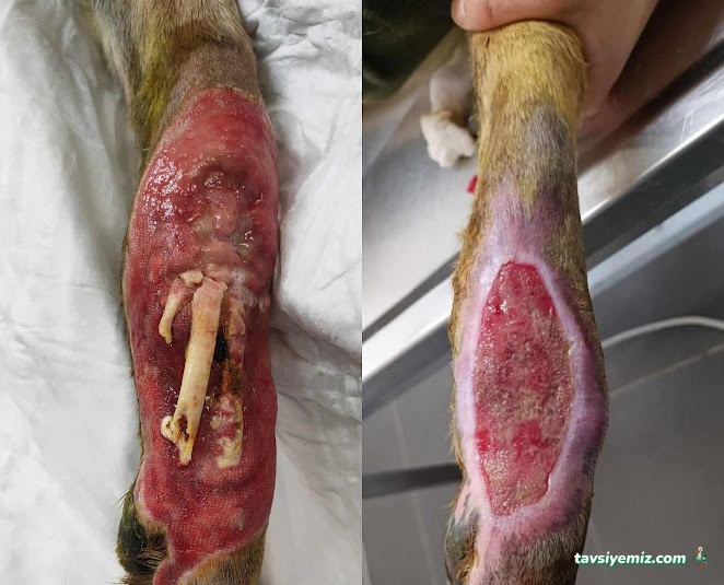 Veteva Veteriner Kliniği