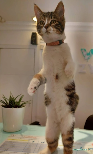 Vetkozyatağı Veteriner Kliniği