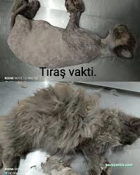 Vetmar Pati Veteriner Kliniği