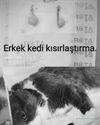 Vetmar Pati Veteriner Kliniği