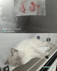 Vetmar Pati Veteriner Kliniği