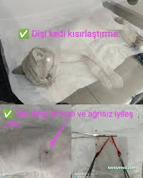 Vetmar Pati Veteriner Kliniği