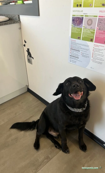 Vetomi Veteriner Kliniği