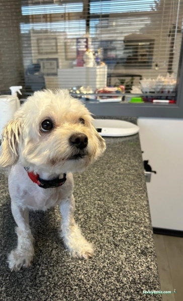 Vetomi Veteriner Kliniği