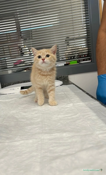 Vetomi Veteriner Kliniği