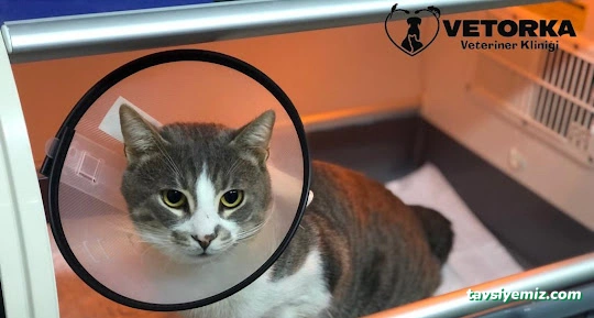 Vetorka Veteriner Kliniği