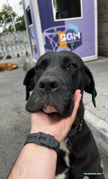 Vetpalas Veteriner Kliniği 7/24 Acil Veteriner