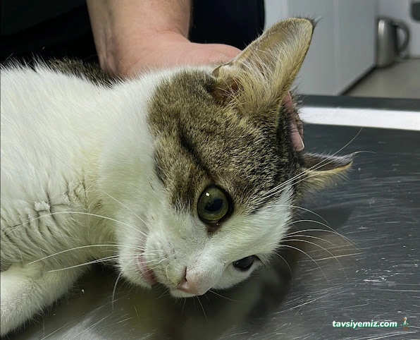 Vetpalas Veteriner Kliniği 7/24 Acil Veteriner