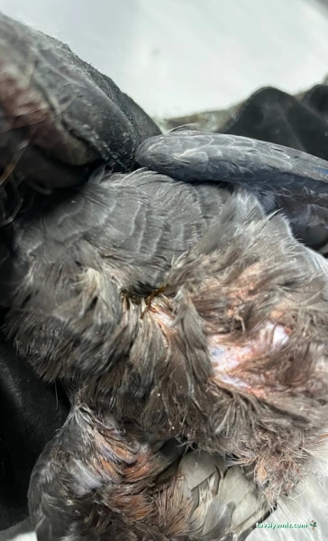 Vetpalas Veteriner Kliniği 7/24 Acil Veteriner