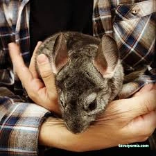 Vetred Veteriner Kliniği