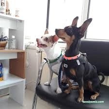 Vetred Veteriner Kliniği