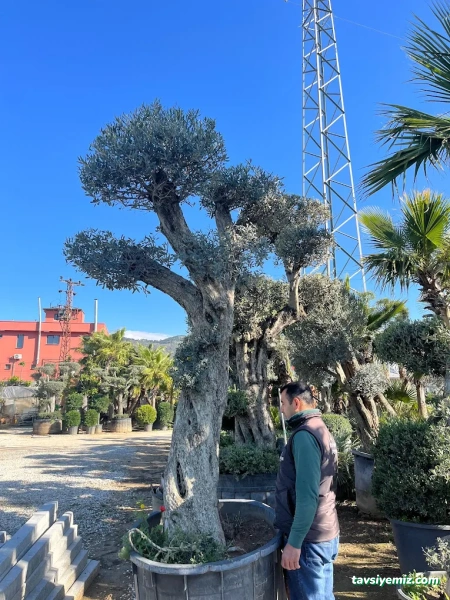 Veyisoğlu İnşaat&Peyzaj