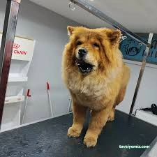 Vişne Veteriner Kliniği & Pet Kuaför