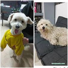 Vişne Veteriner Kliniği & Pet Kuaför