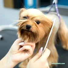 Vişne Veteriner Kliniği & Pet Kuaför