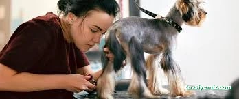 Vişne Veteriner Kliniği & Pet Kuaför