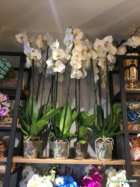 Yalçın Çiçekçilik