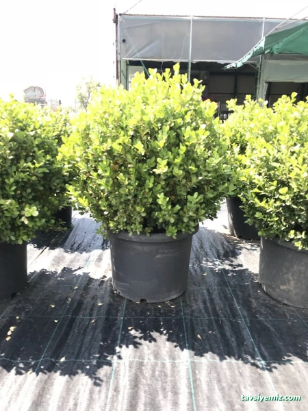 Yalova Güney Çiçekçilik