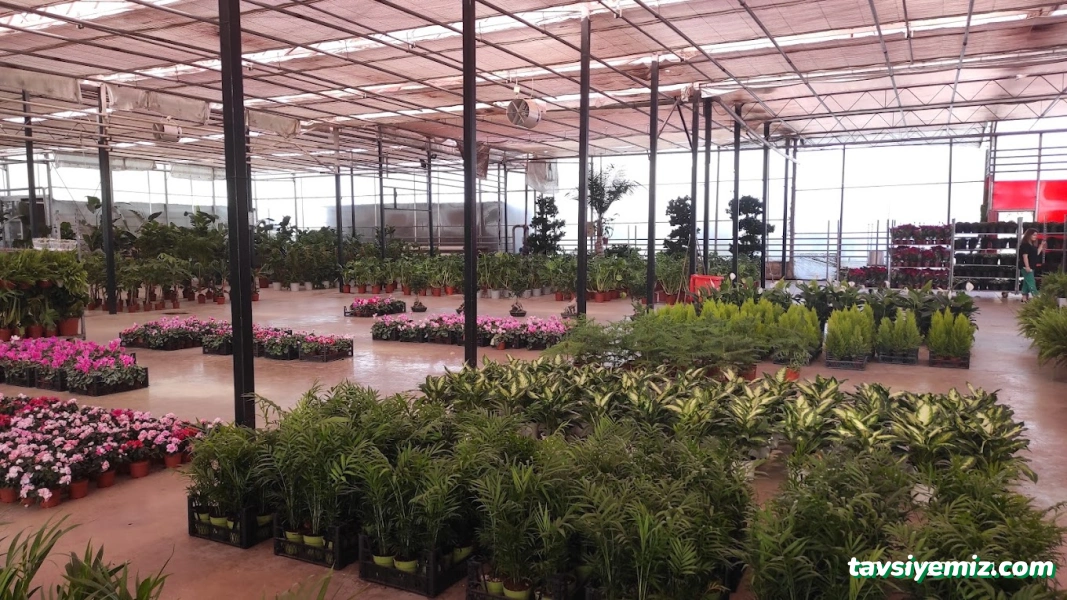 Yalova Güney Çiçekçilik