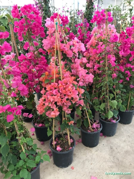 Yalova Güney Çiçekçilik