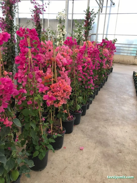 Yalova Güney Çiçekçilik