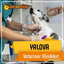 Yalova Veteriner Kliniği