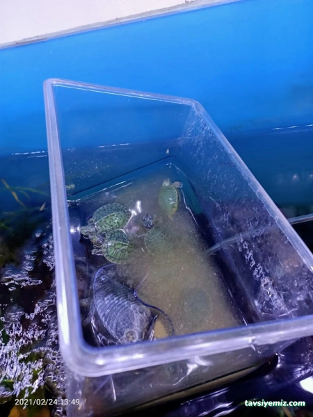 Yeni Doğuş Akvaryum