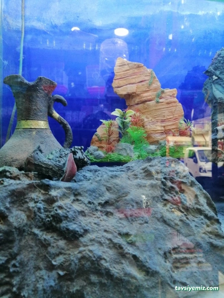 Yeni Doğuş Akvaryum