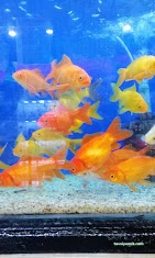 Yeni Doğuş Akvaryum