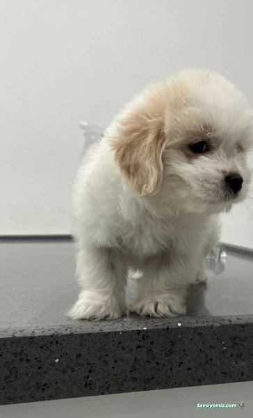 Yenibosna Veteriner Kliniği