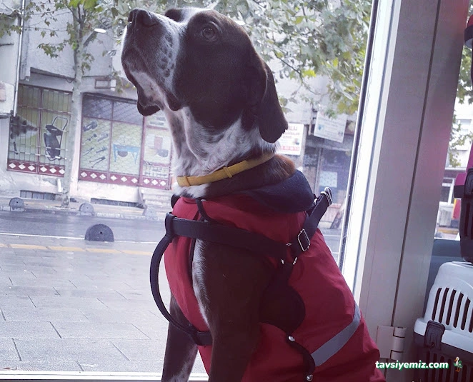 Yenibosna Veteriner Kliniği