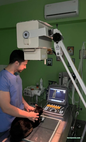 Yenikent Veteriner Kliniği