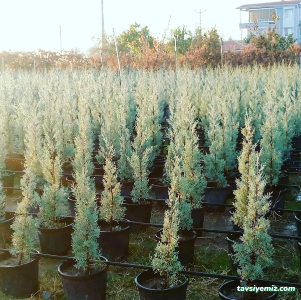 Yeşil Aksaray Peyzaj