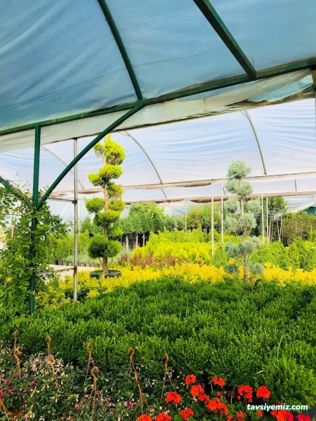 Yeşil Aksaray Peyzaj