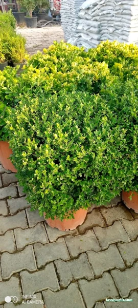 Yeşil Aksaray Peyzaj