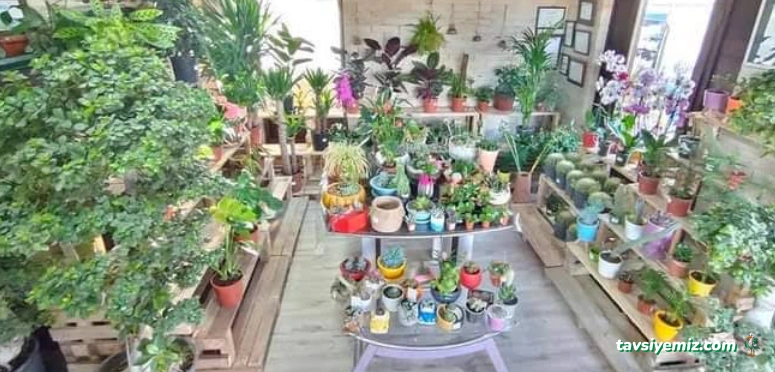 Yeşil Ege Peyzaj Ve Sulama Sistemleri