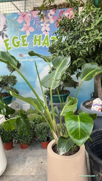 Yeşil Ege Peyzaj Ve Sulama Sistemleri