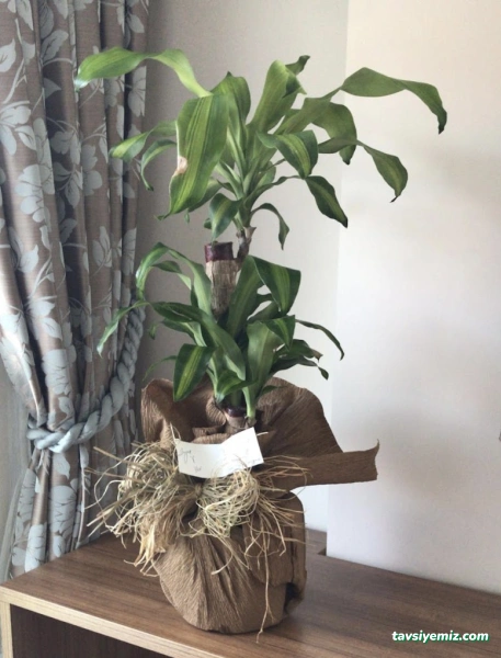 Yeşil Sera Çiçekçilik