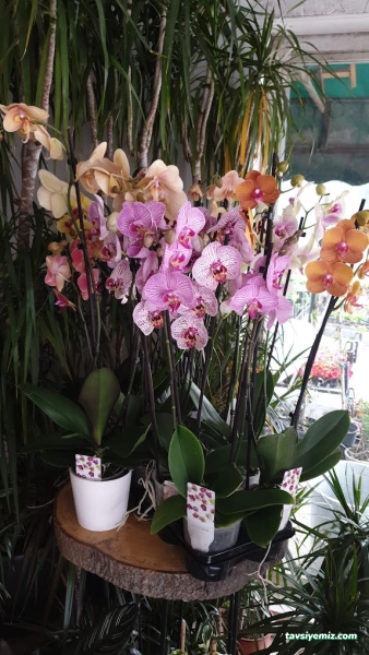 Yeşil Sera Çiçekçilik