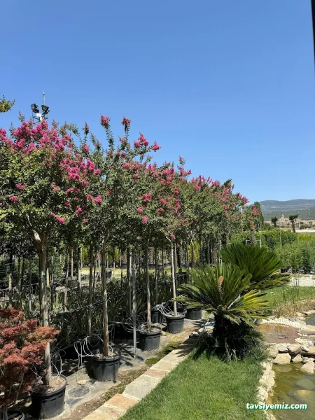 Yeşilova Fidancılık Çiçekçilik Peyzaj Ve Doğaltaş Dolomit Sorgun Yozgat