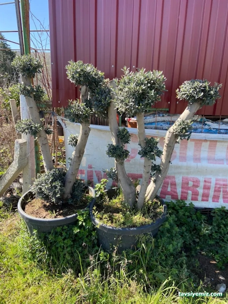 Yılmaz Fidancılık & Peyzaj Botanik , Sulama