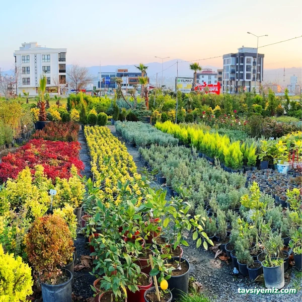 Yılmaz Fidancılık & Peyzaj Botanik , Sulama