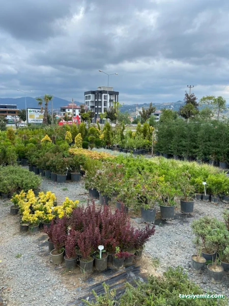 Yılmaz Fidancılık & Peyzaj Botanik , Sulama