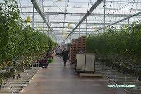 Yılmaz Ticaret-Seracılık