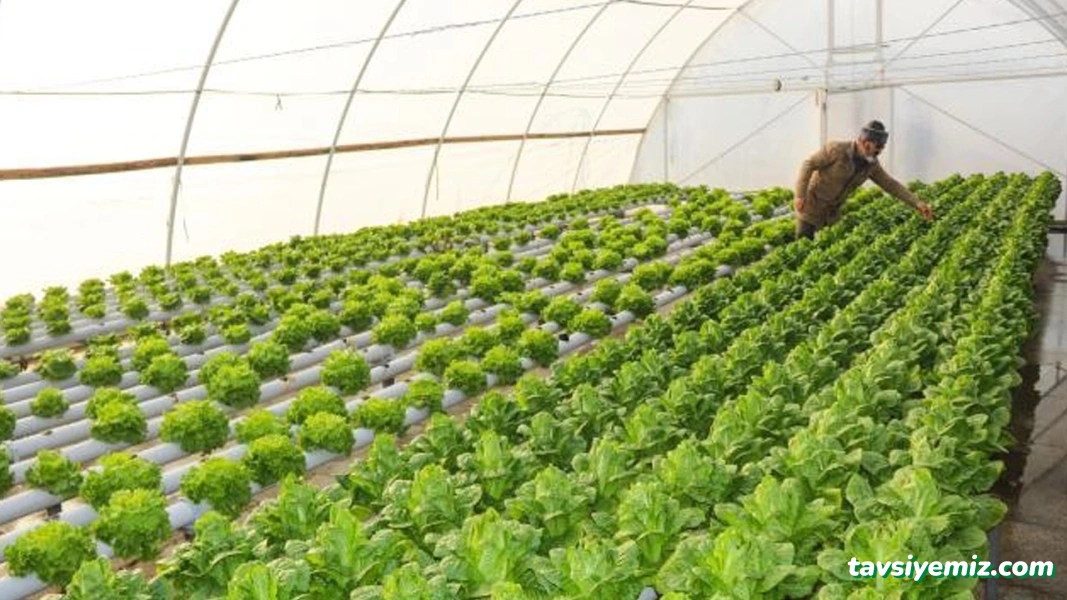 Yılmaz Ticaret-Seracılık