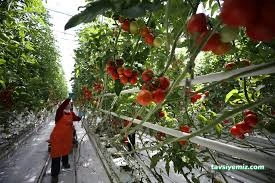 Yozgat Sorgun Sera Ercansa