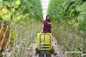 Yozgat Sorgun Sera Ercansa