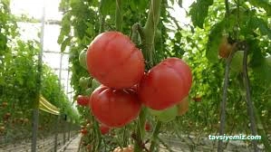 Yozgat Sorgun Sera Ercansa