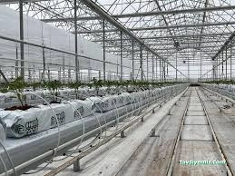 Yozgat Sorgun Sera Ercansa